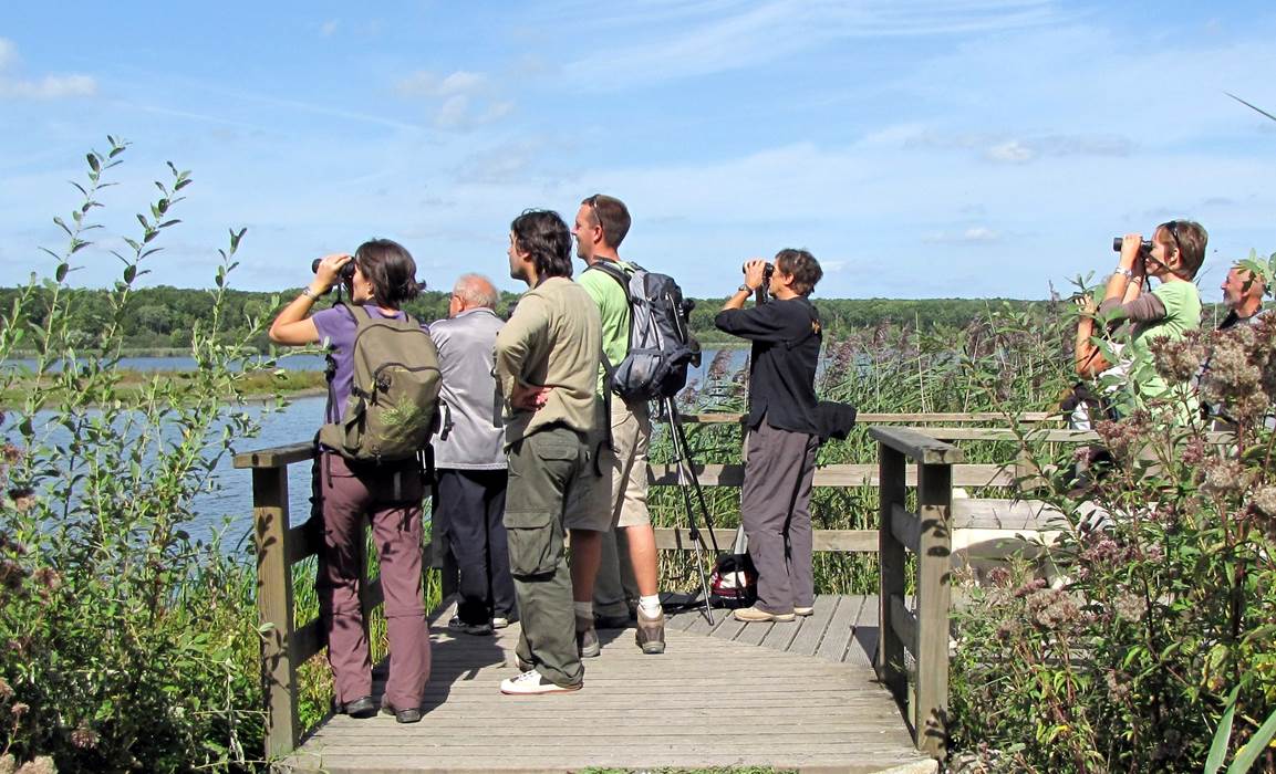 Observation à l'étang de Virelles