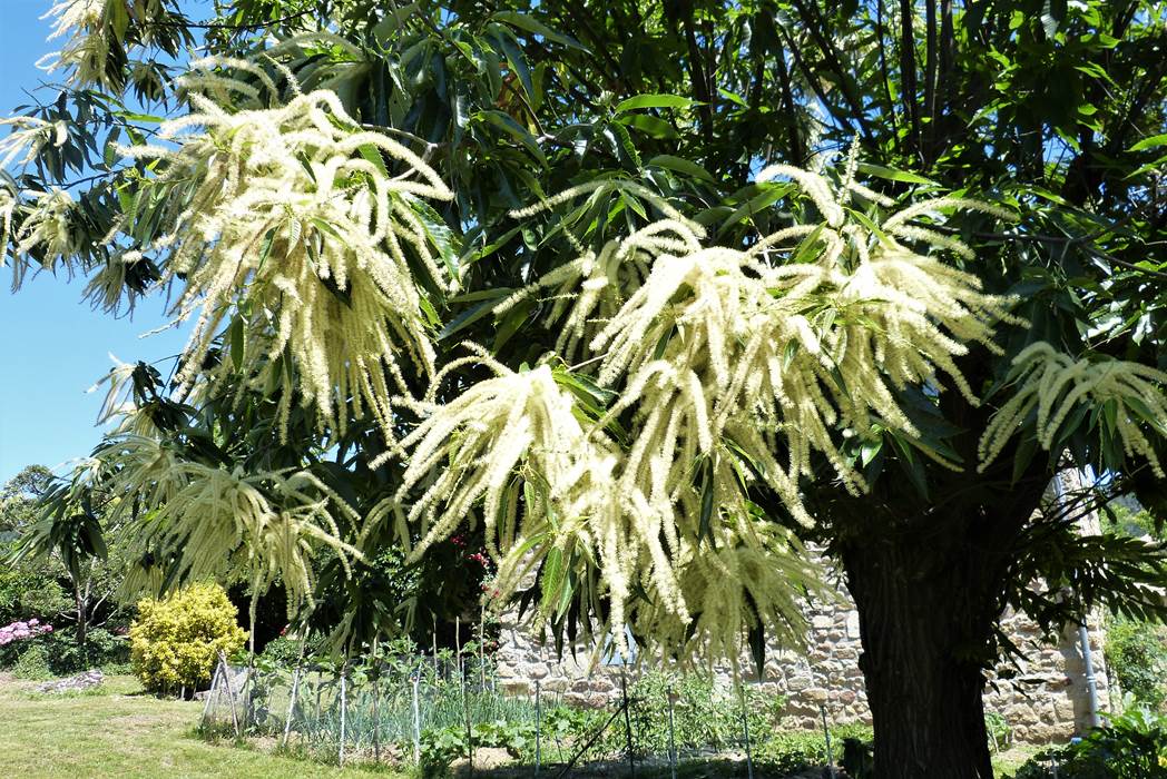 l'odeur énivrante des châtaigniers en fleurs