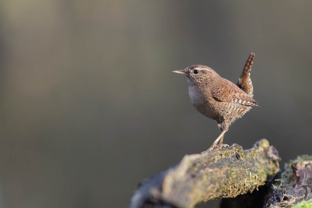 20.11.24-Troglodyte Mignon-Pierre Bottin