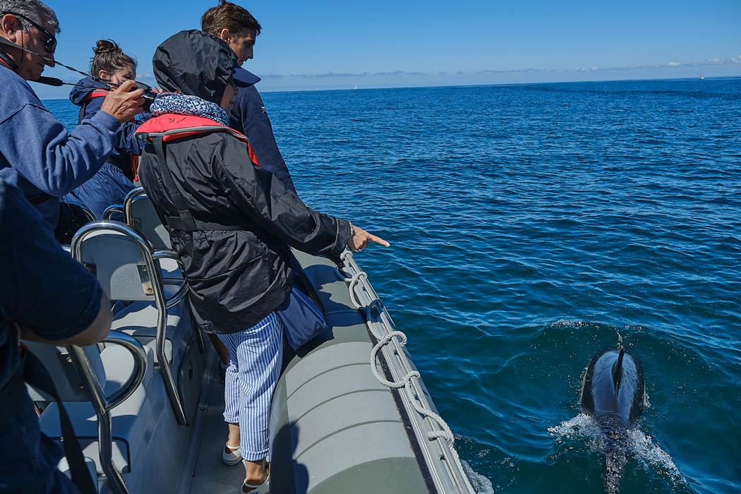 Dauphin  jouant dans les vagues du bateau