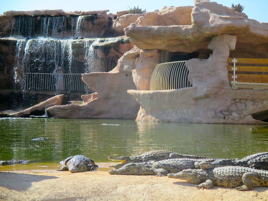 croco 6