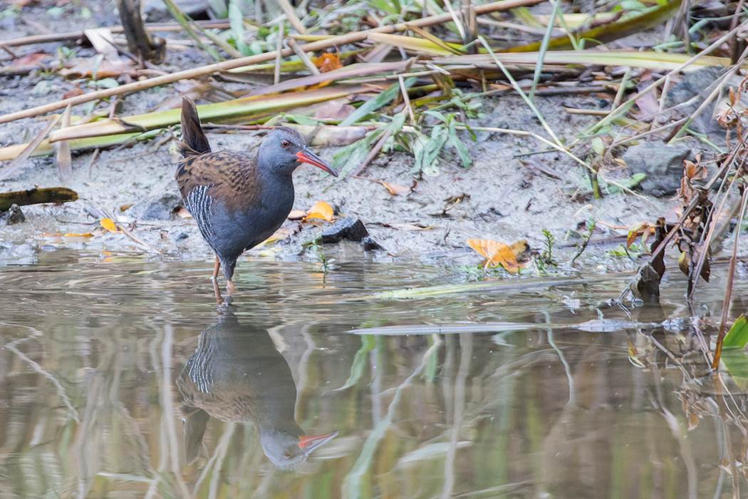 Râle d'eau ©Pierre Bottin