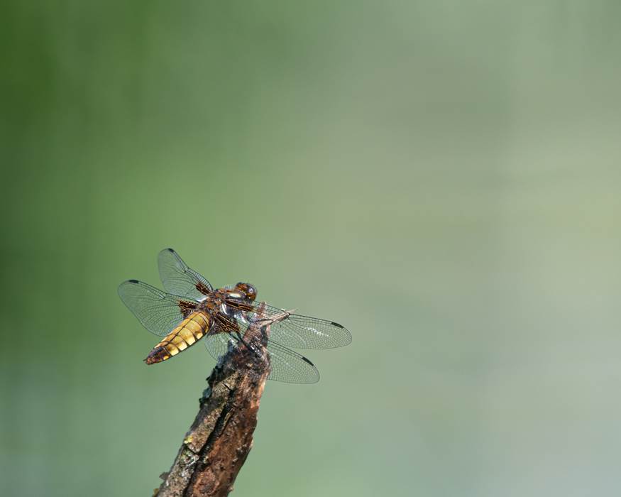 Libellule ©Thomas Bosmans