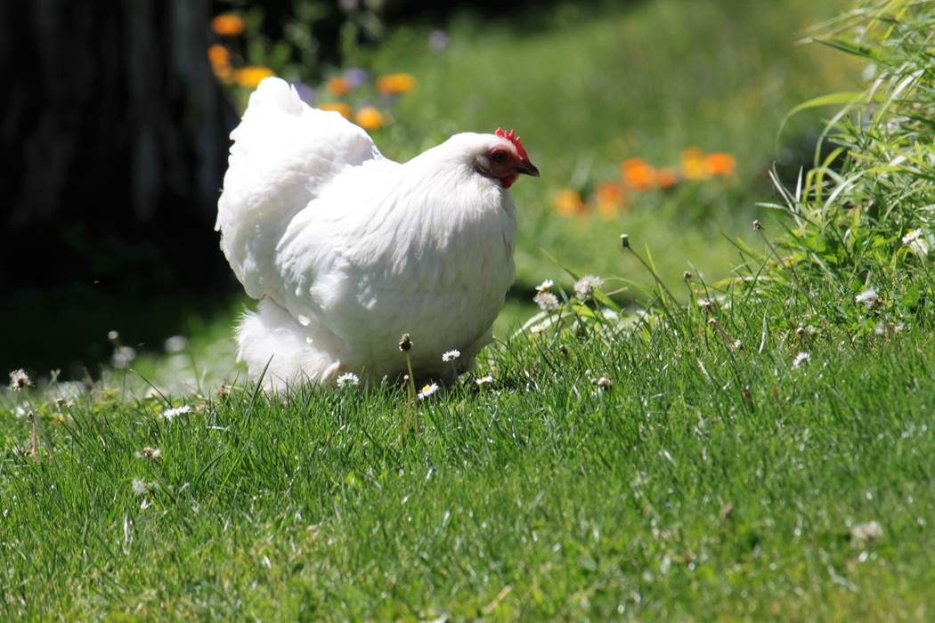 Ambiance galina  avec blanche et madeleine nos petites poules d'ornement