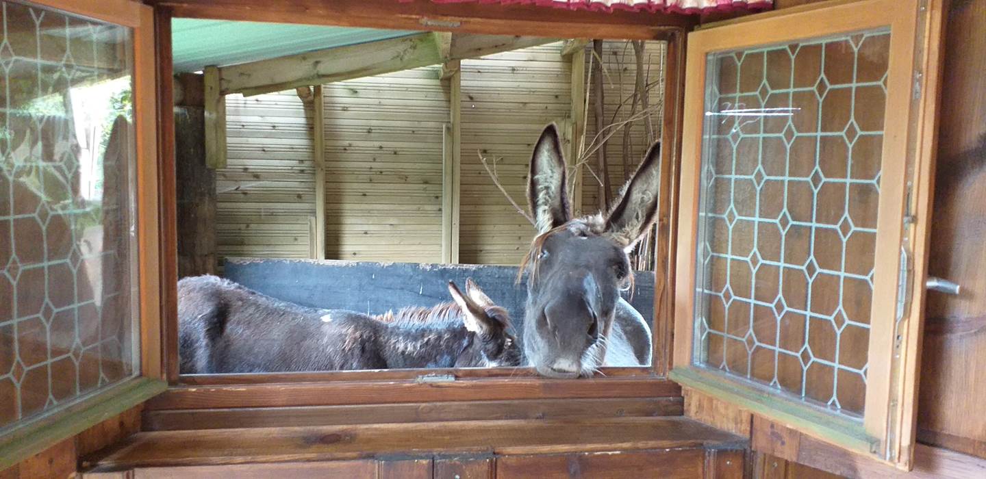 fenetre du château donnant dans le boxe qui vous permet de vivre avec nos chevaux et nos ânes.