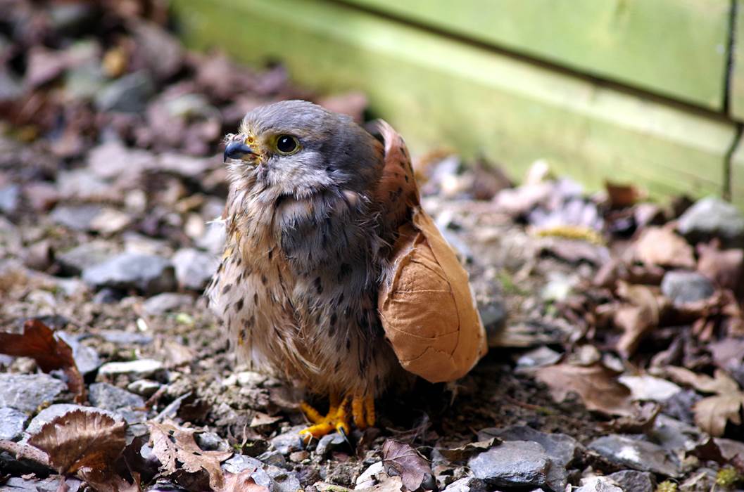 Oiseau en revalidation