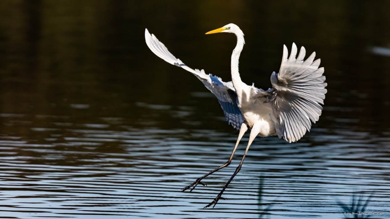Grande Aigrette