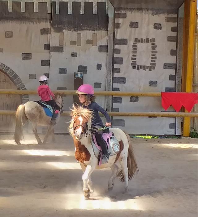 cours/stages equestres