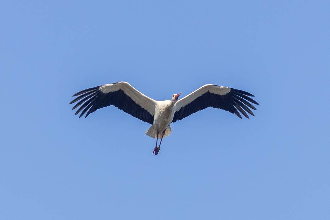 23-04-2021-Cigogne blanche-4- Gillard Jean-Michel