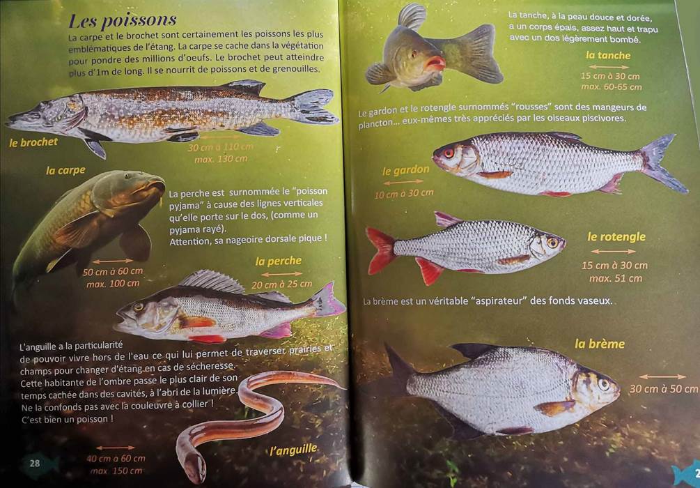poissons étang