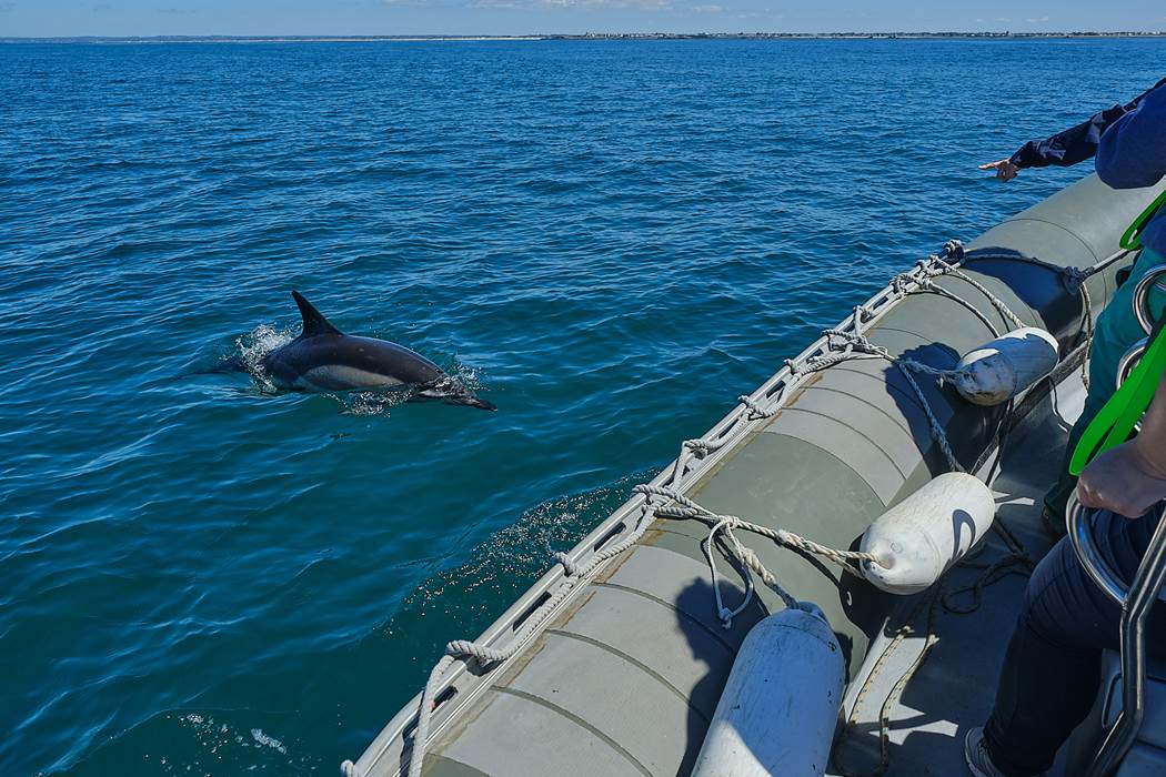 Dauphin commun au large de Penmarc'h