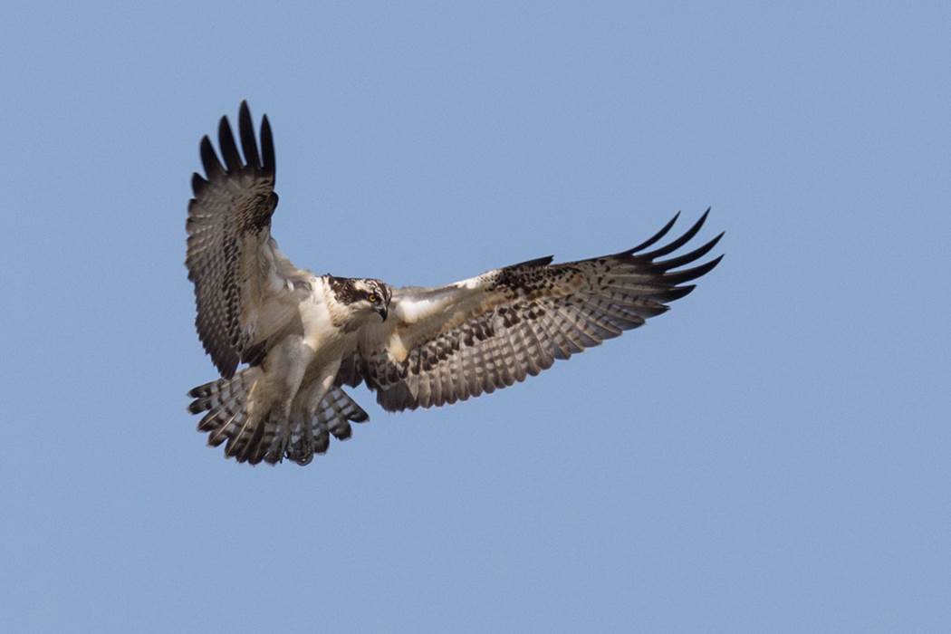 Balbuzard Pêcheur ©Pierre Bottin