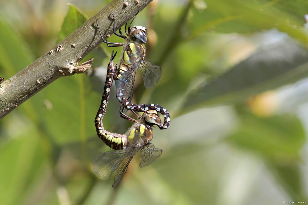 Libellule ©Olivier Colinet
