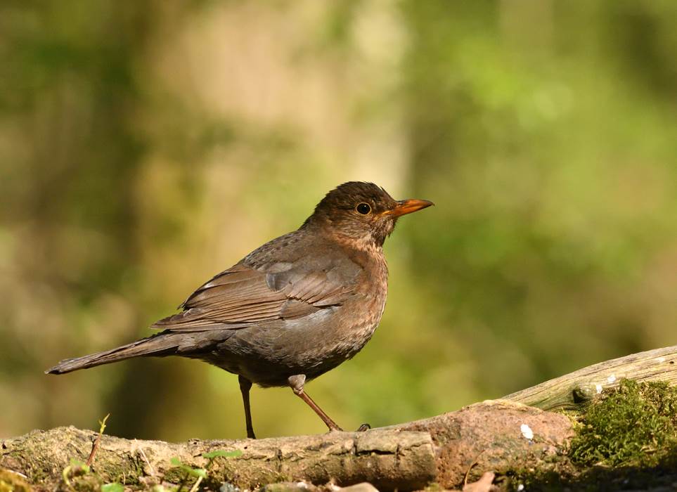 21.04.27-Merle Noir-Thomas Bosmans