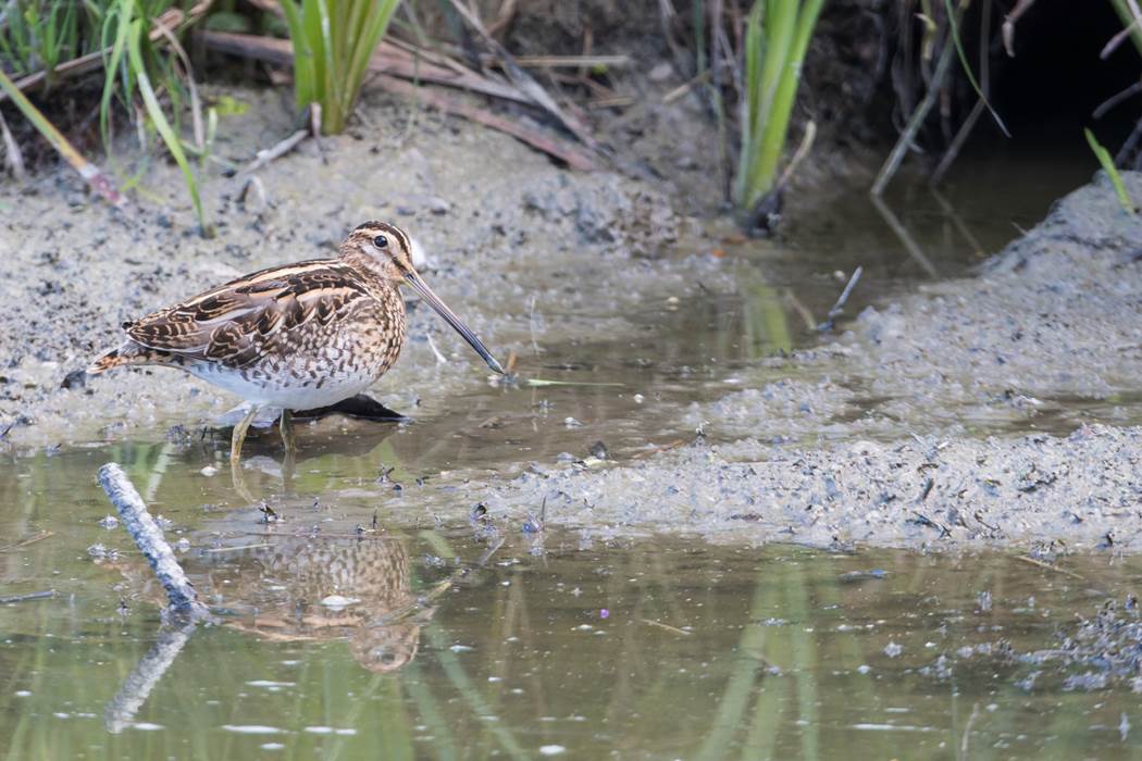2018.09.18-Bécassine des marais-Pierre Bottin