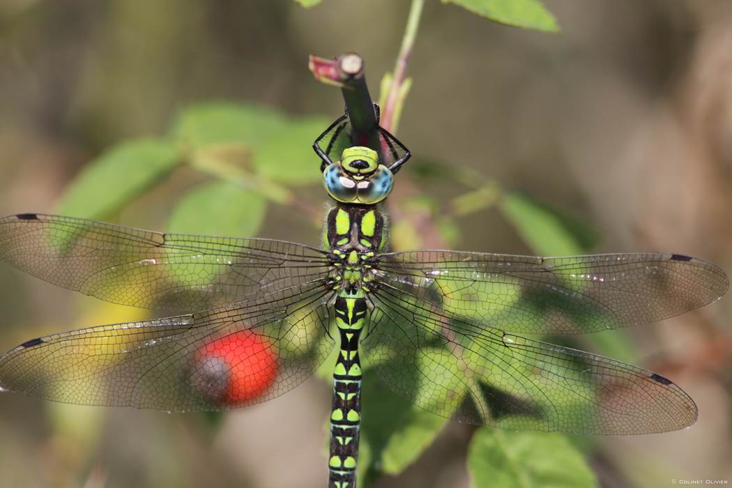 Aeschne Bleue ©Olivier Colinet