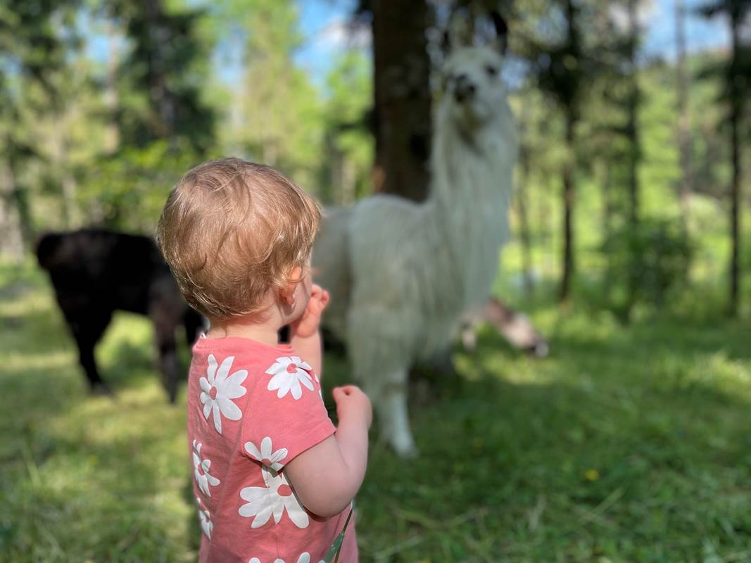 Immertion Lama-gallery