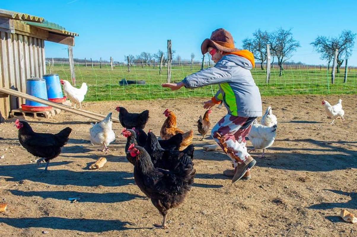 Danse avec les poules