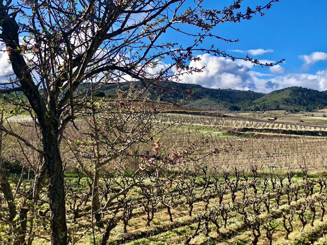 Printemps dans le vignoble de Montséret