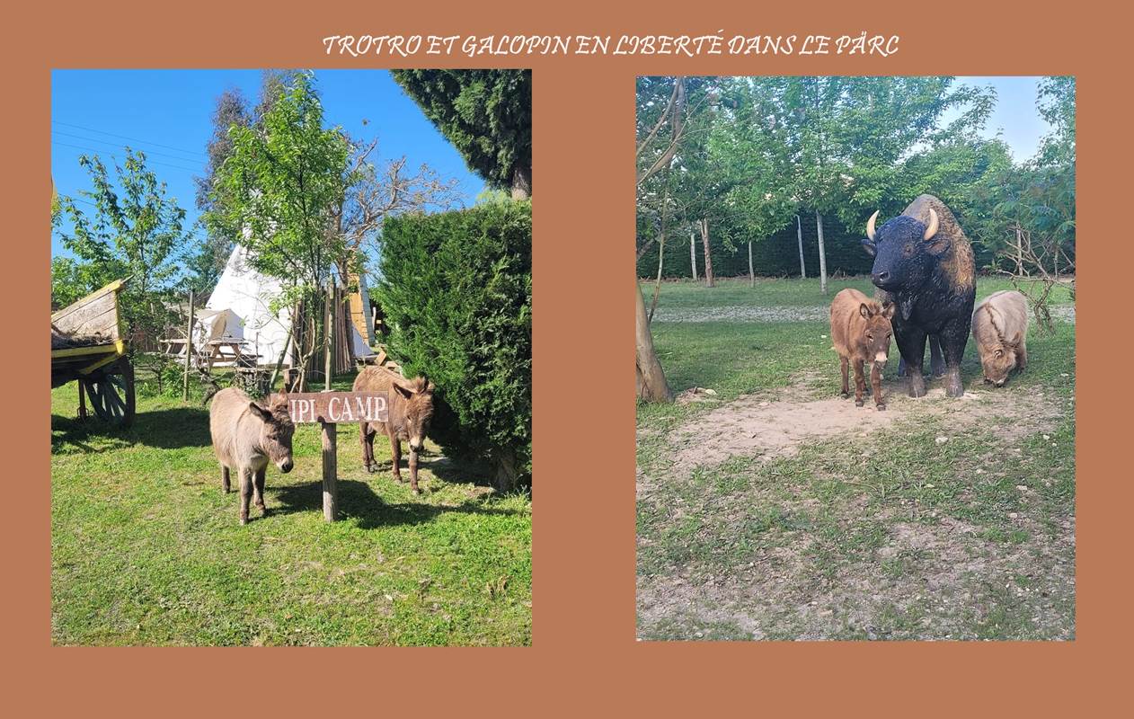 Notre regretté trotro-gallery