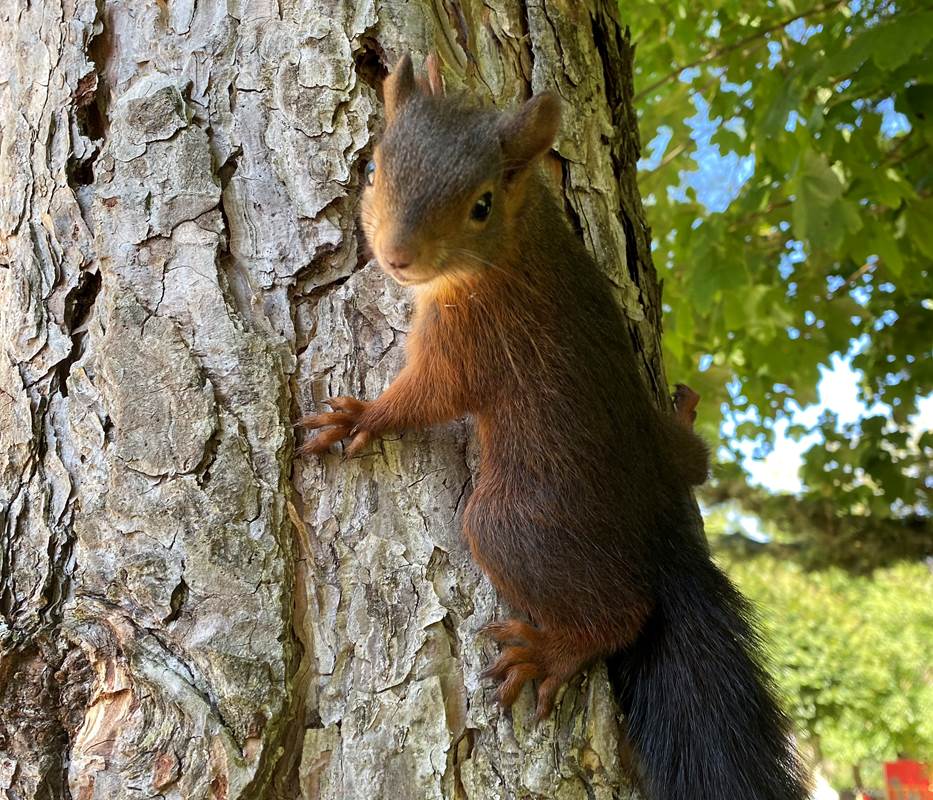 RENCONTRE RARE-gallery