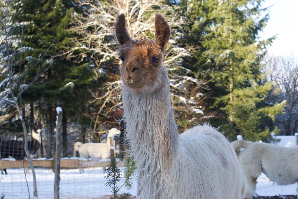 Lama suri-gallery