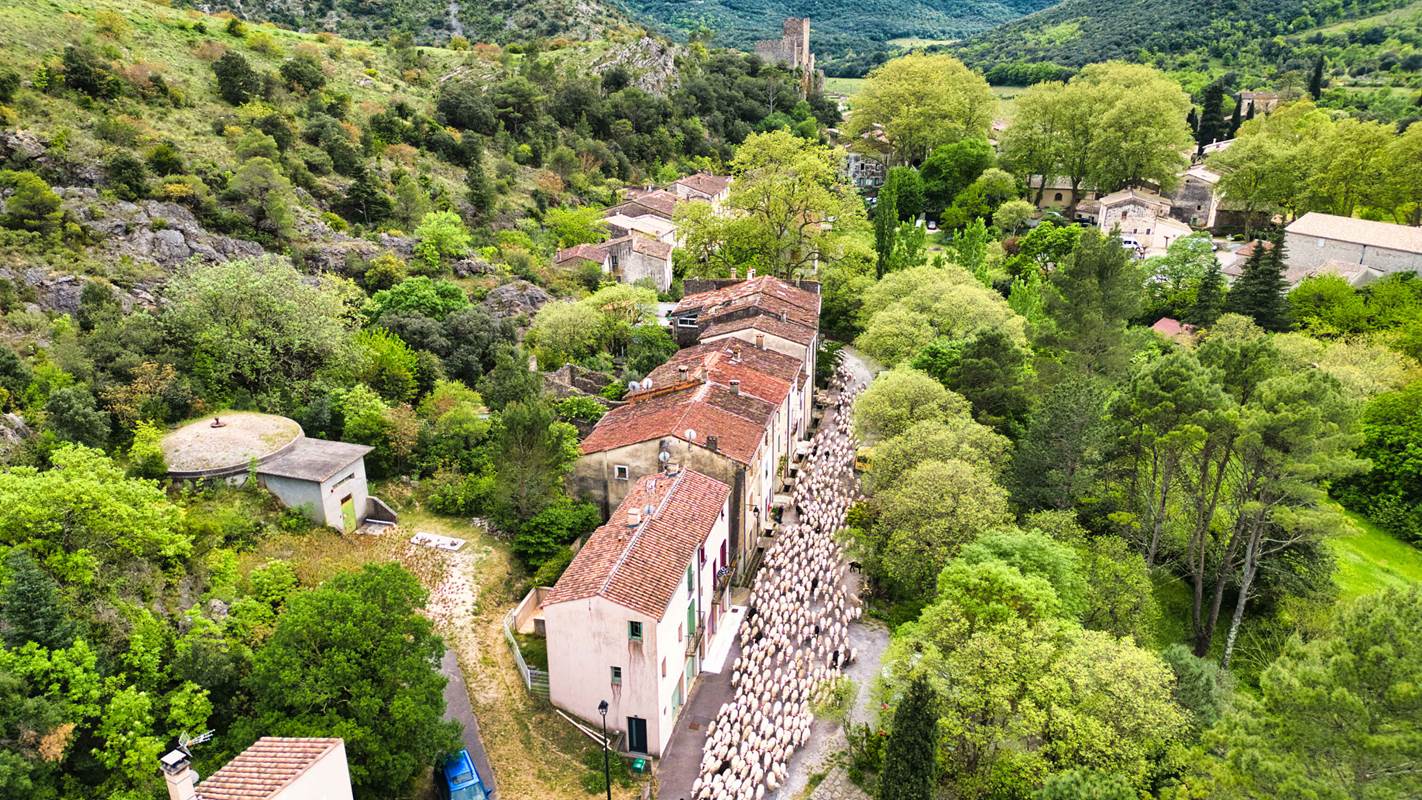 Transhumance-gallery