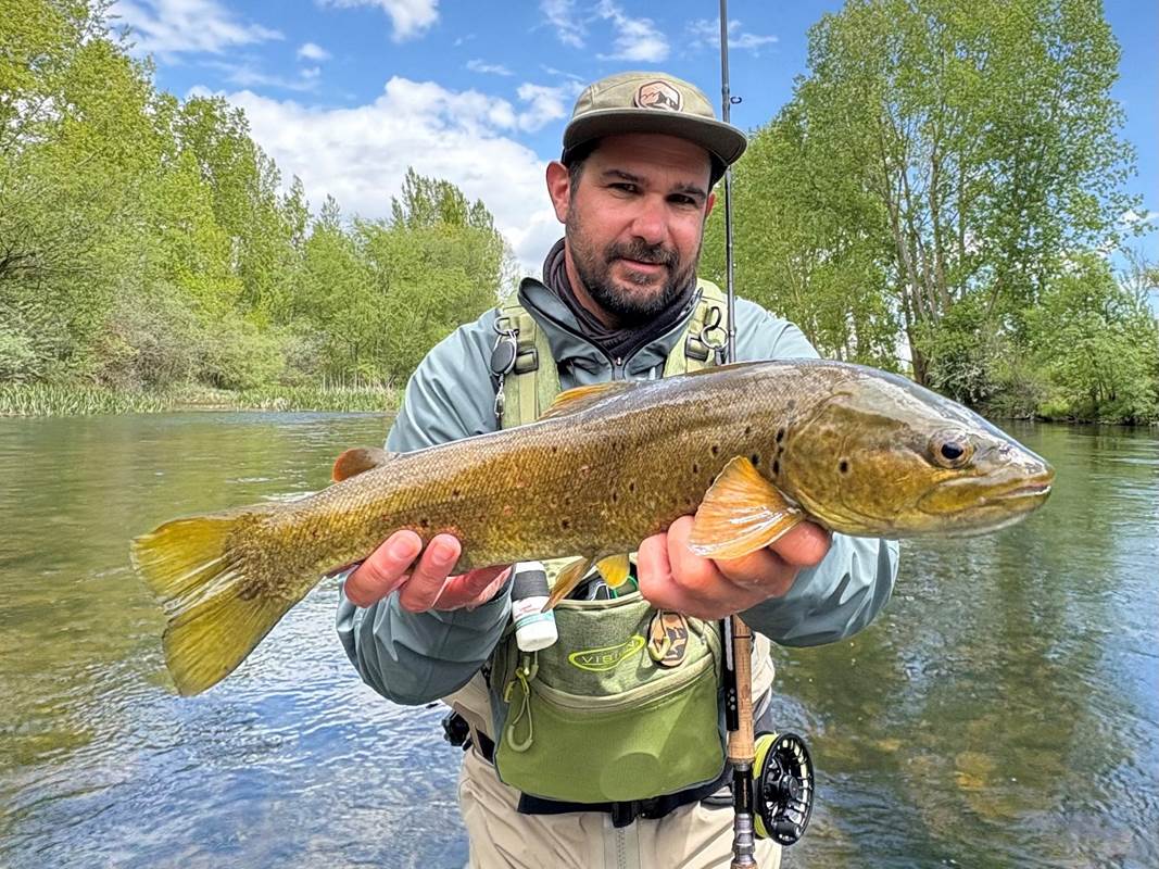 Truite fario prise en sèche à vue