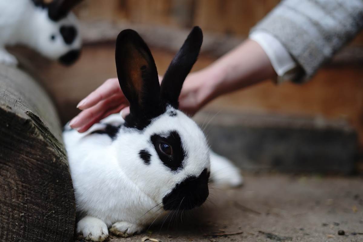 Apprenez à carresser - lama loisir Mamirolle-gallery