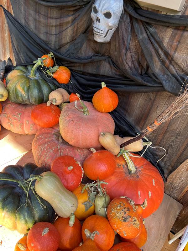citrouille enfants