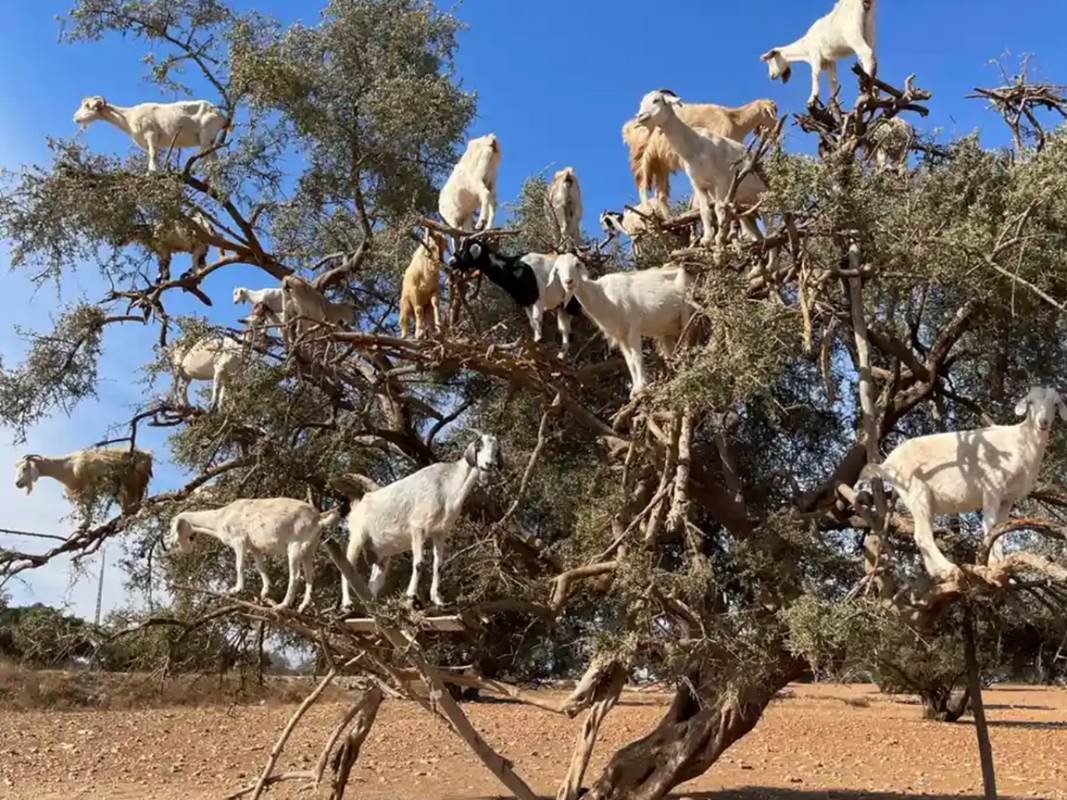 chevre maroc-gallery