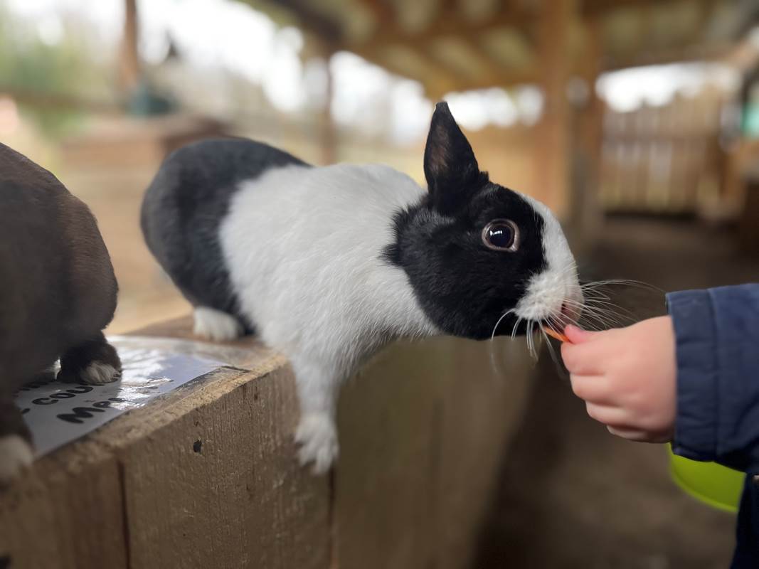 NOURRIR LES LAPINS-gallery