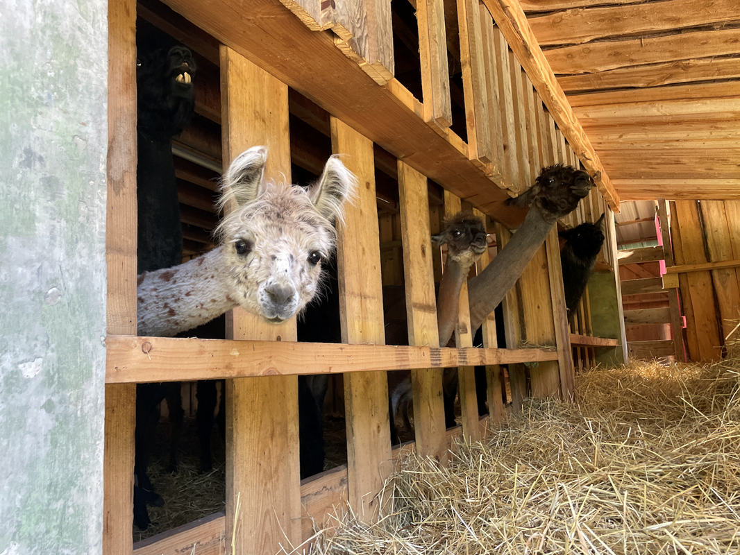 ENFANTS ET ANIMAUX-gallery