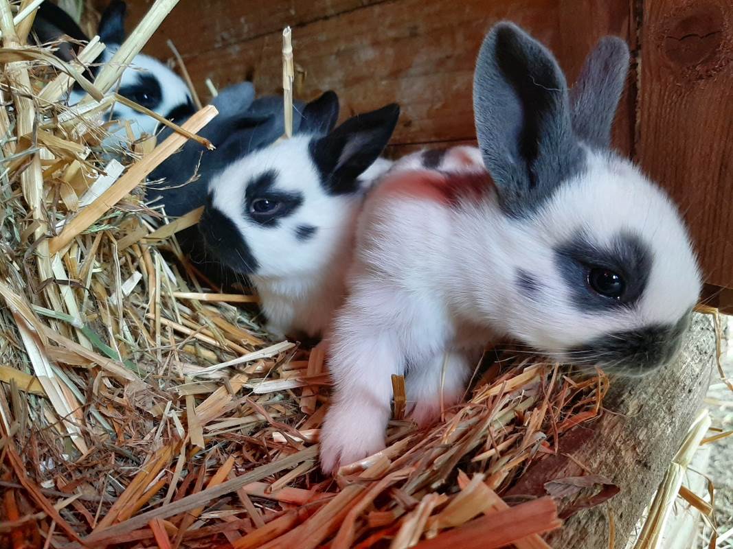 Bébé animaux-gallery