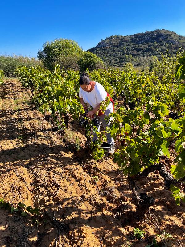 vendanges 2023