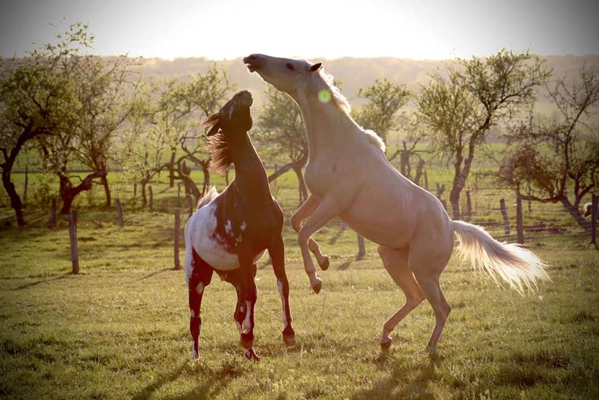 Chevaux en liberté