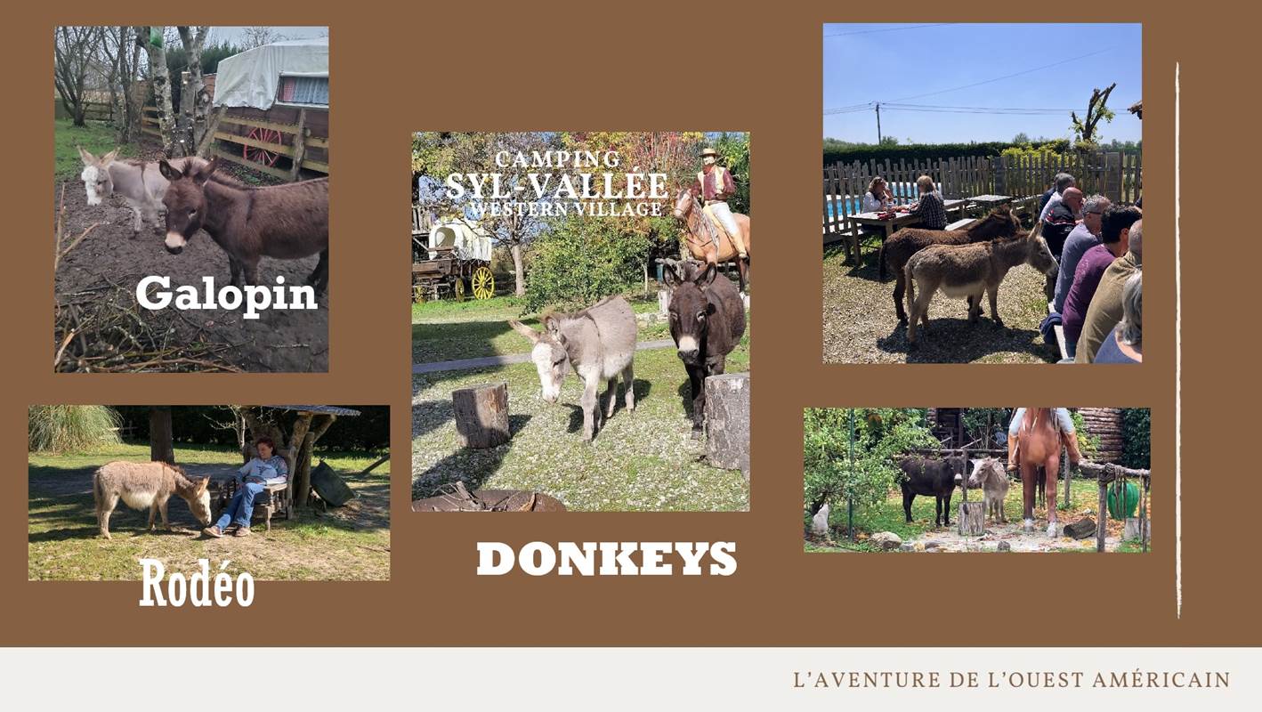 Les anes en liberté-gallery