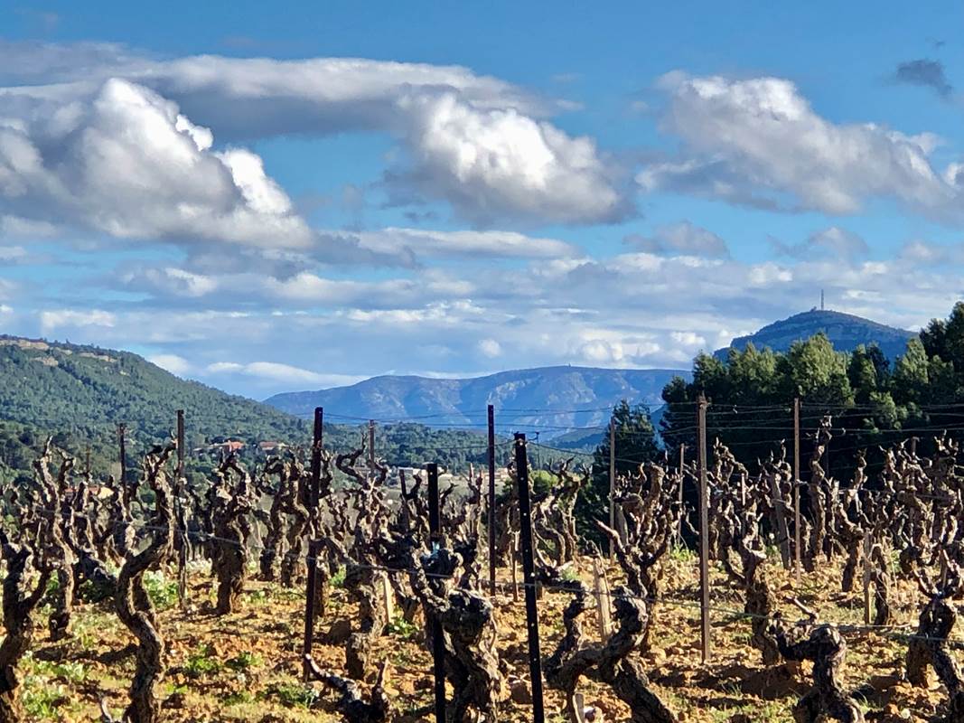 le vignoble en hiver