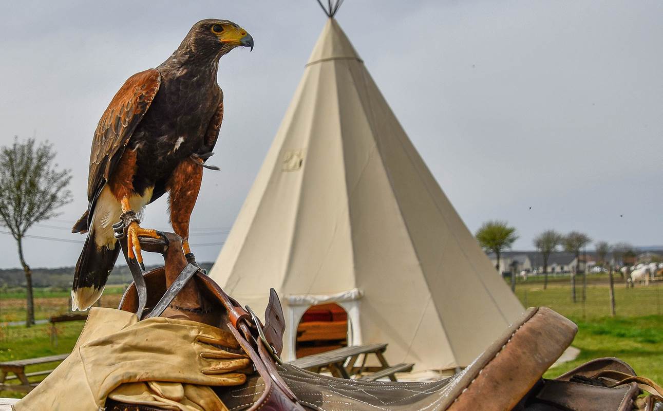 Rapaces