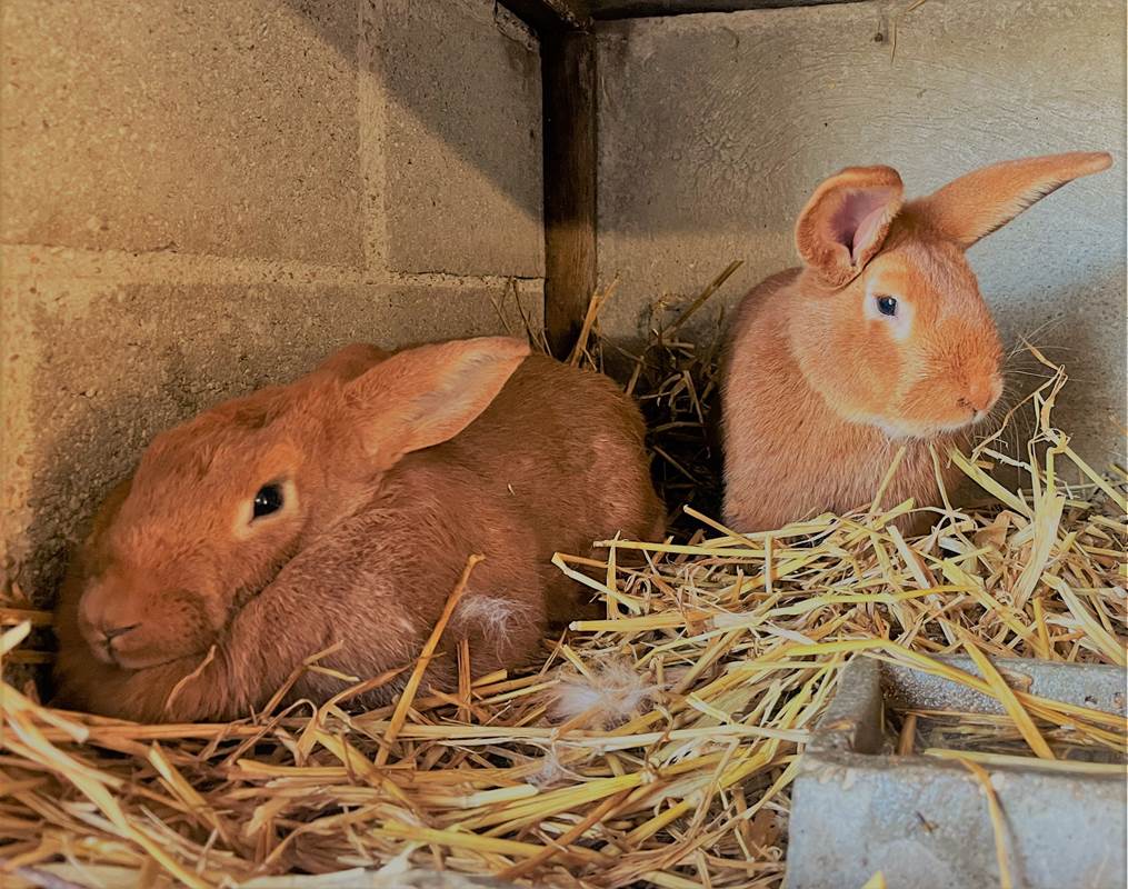 Gîte du Lapin Bleu Nos Lapins 1-gallery