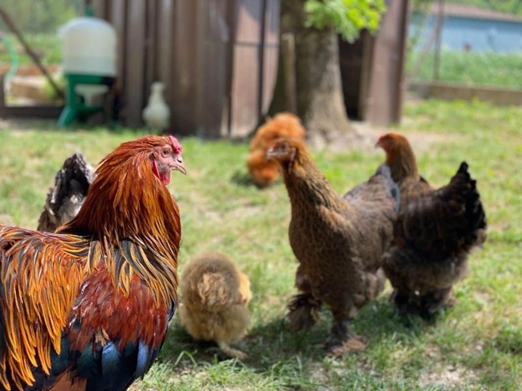 Gîte du Lapin Bleu Poulailler-gallery