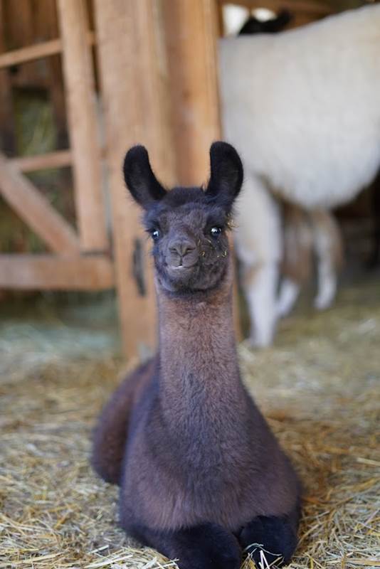 Bébé Lama-gallery
