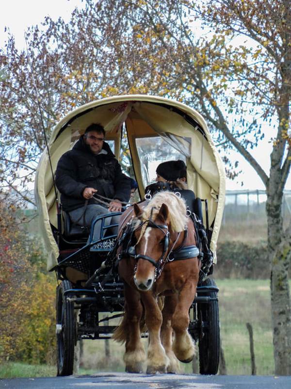 Gaston, notre cheval de trait