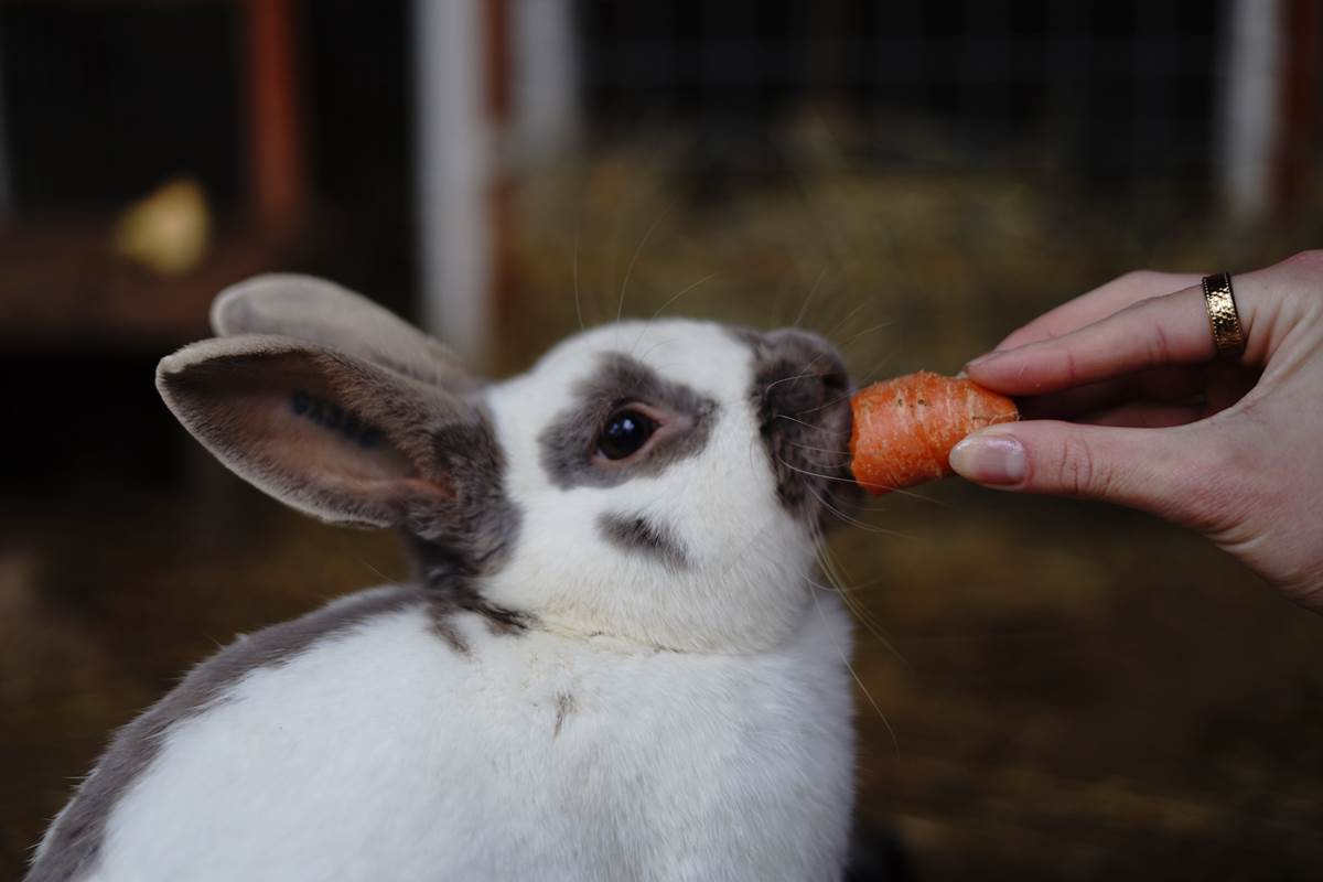 LamaLoisirfermier-gallery