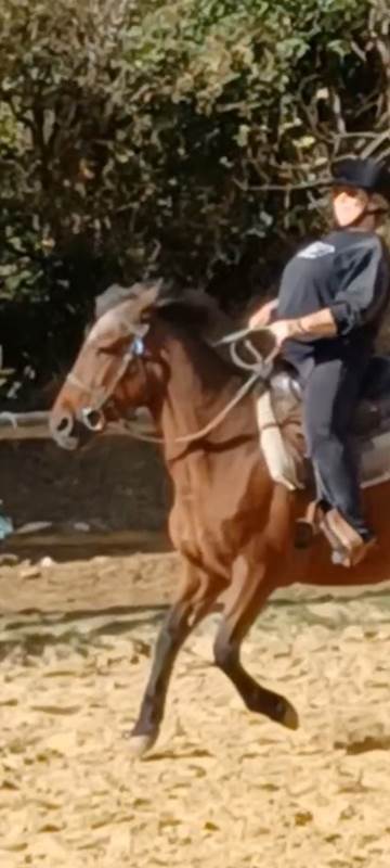 cp cheval