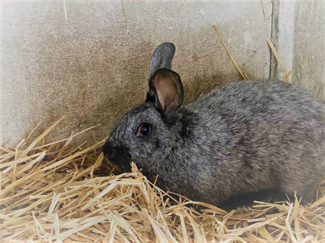 Gîte du Lapin Bleu Nos Lapins 2-gallery