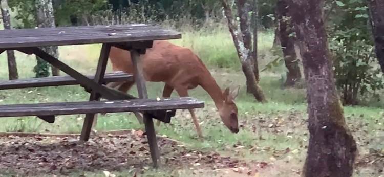 Un chevreuil devant la maison