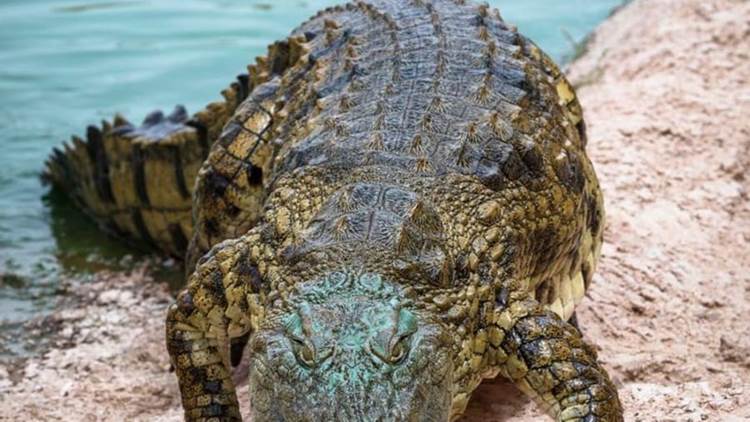 croco 9