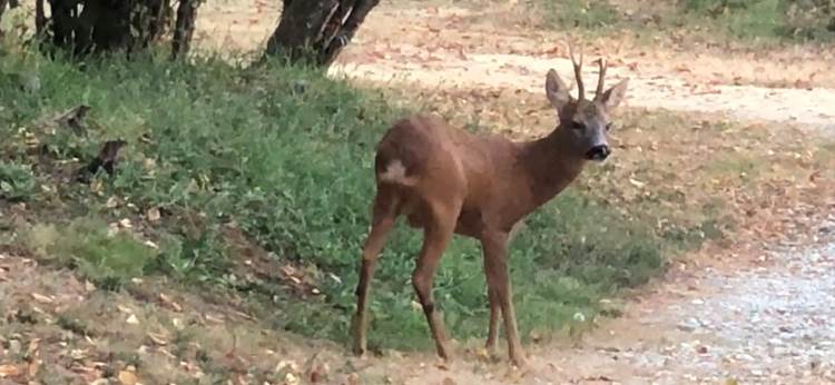 Un chevreuil devant la maison