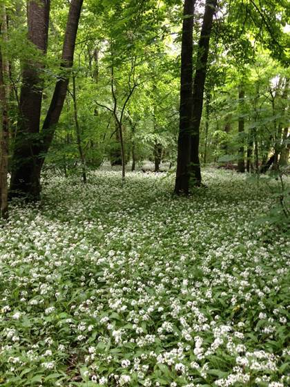 Petit bois du parc du château : l'ail des ours généreux au printemps